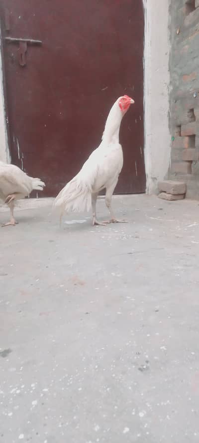 pure heera pair