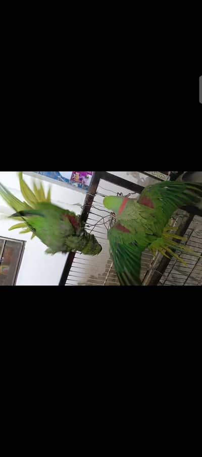raw parrots