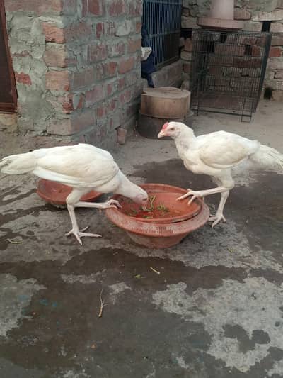 Aseel Heera available for sale
