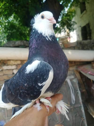 :  Hand Tame Fancy Pigeon Pair For
