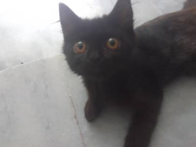 4 month black female kitien litter trained self eating