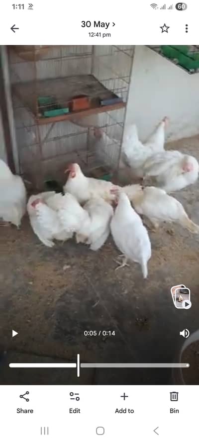 Layer Hens with A grade Eggs