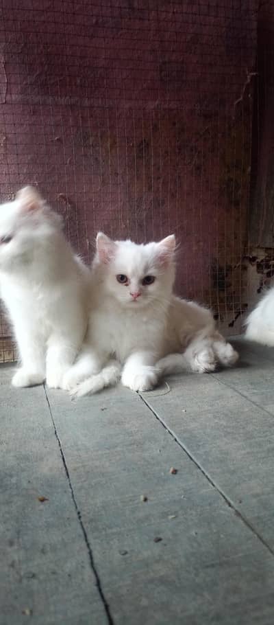 kittens
