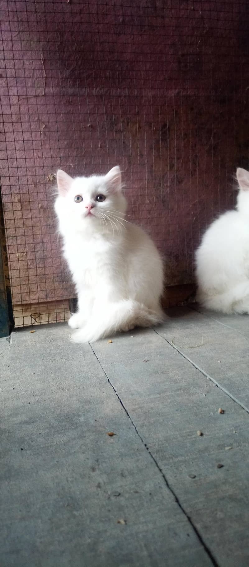 kittens 1