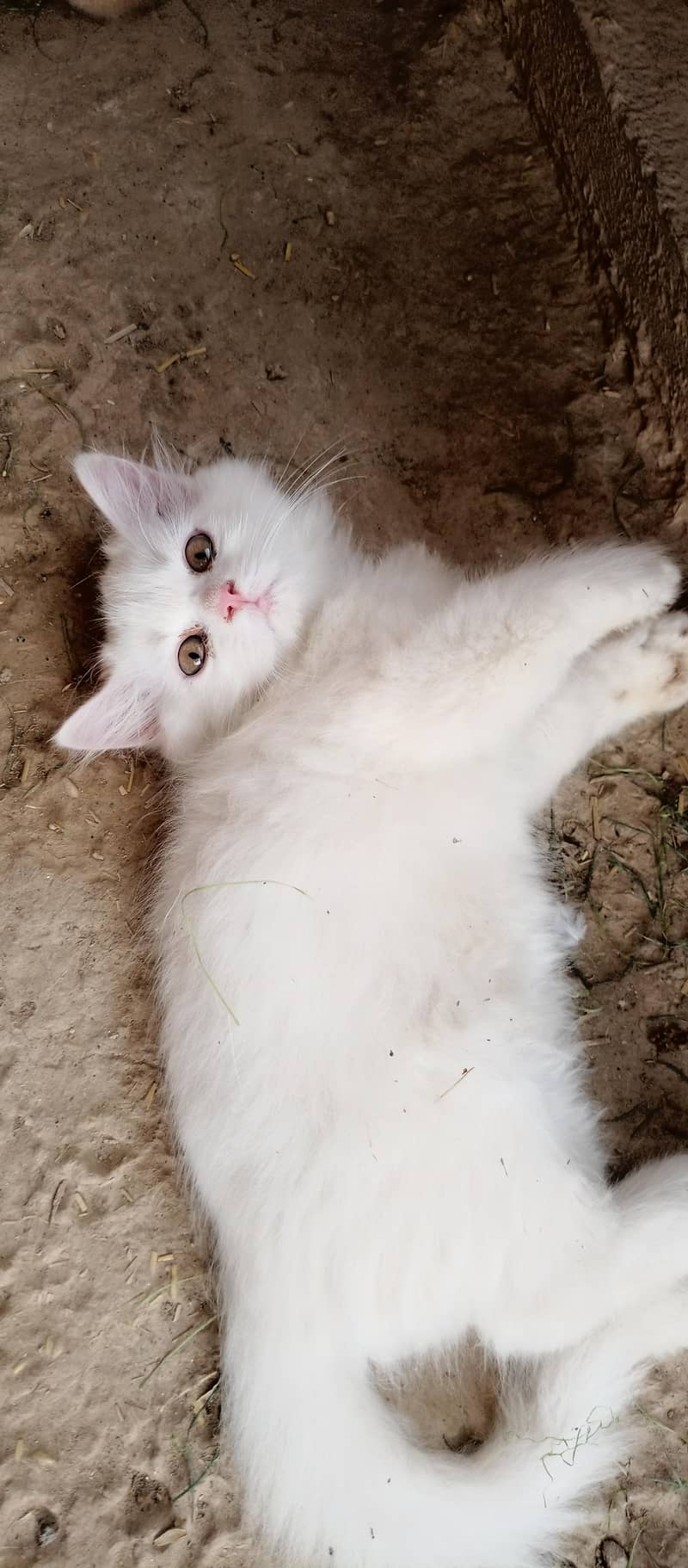 kittens 3