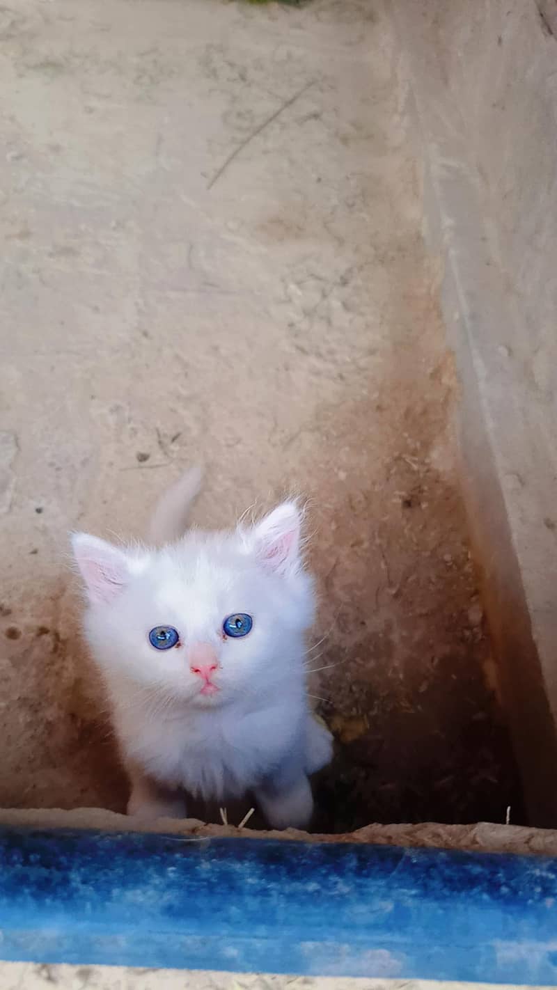 kittens 4