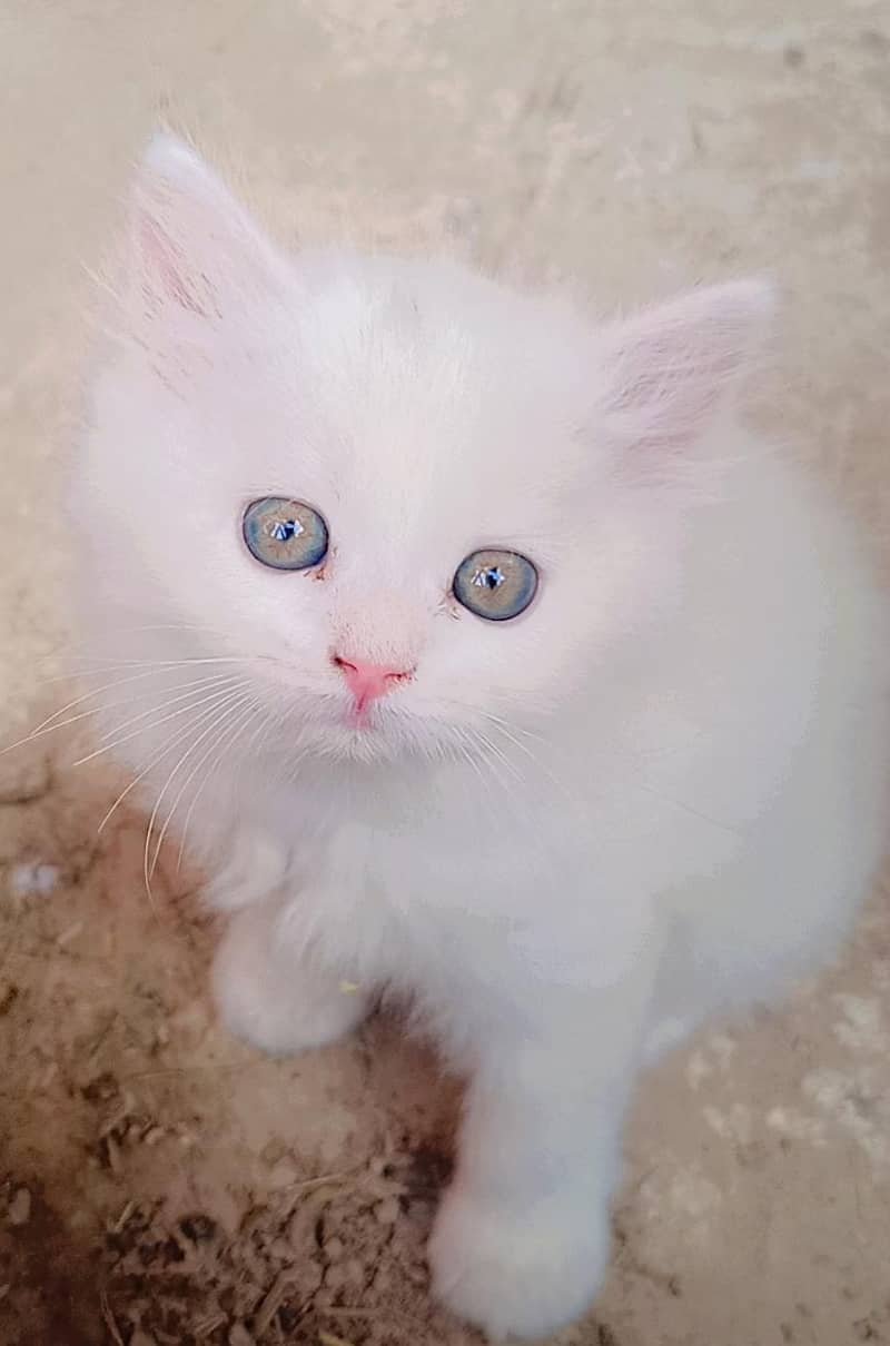 kittens 5