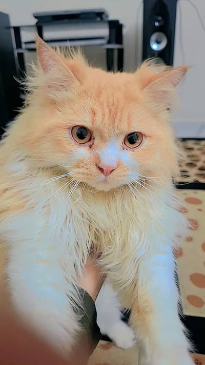 Male cat