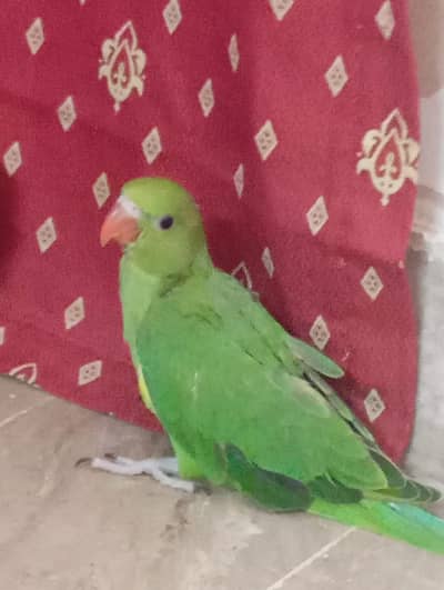 ringneck chick  (0.3. 4.5. 8.2. 2.0. 7.4. 9)