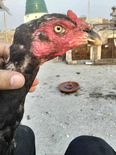 Thai female & Mianwali male for sale (03044329754)