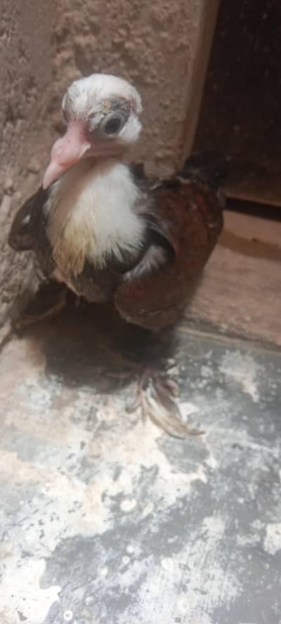 karbalai swallow