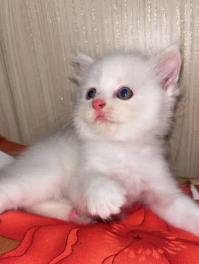 Persian & himayalan kittens