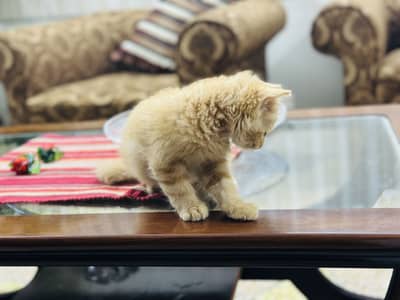 Kittens for sale