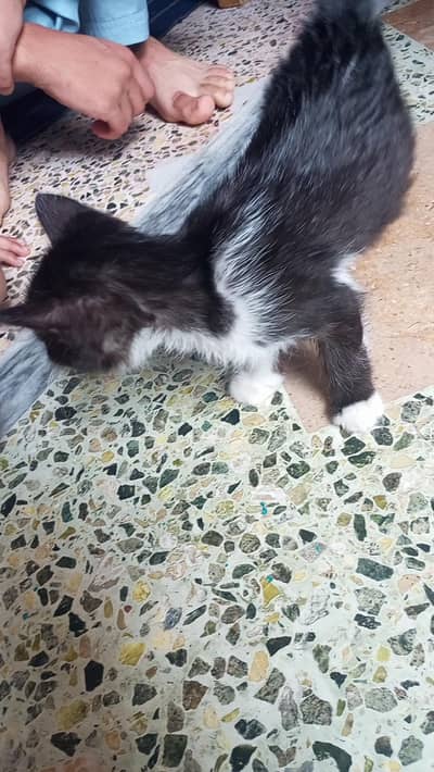 texido cat long hair