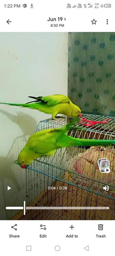 ring naick 2 male