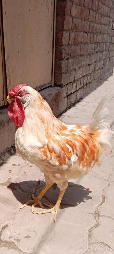 desi hai