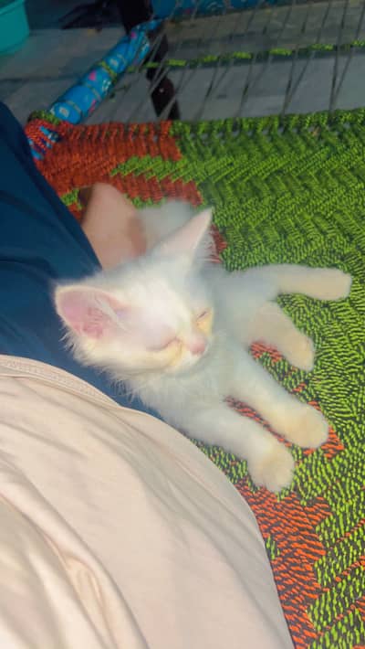 Cute female kitten