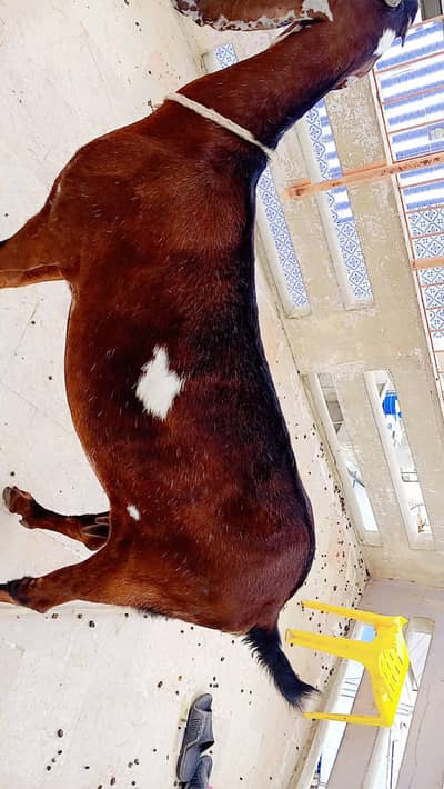 sale goat