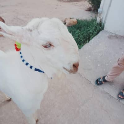 Healthy White Breeder