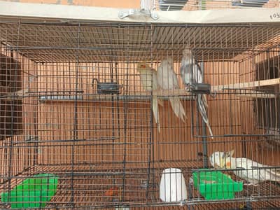 Breader Pair