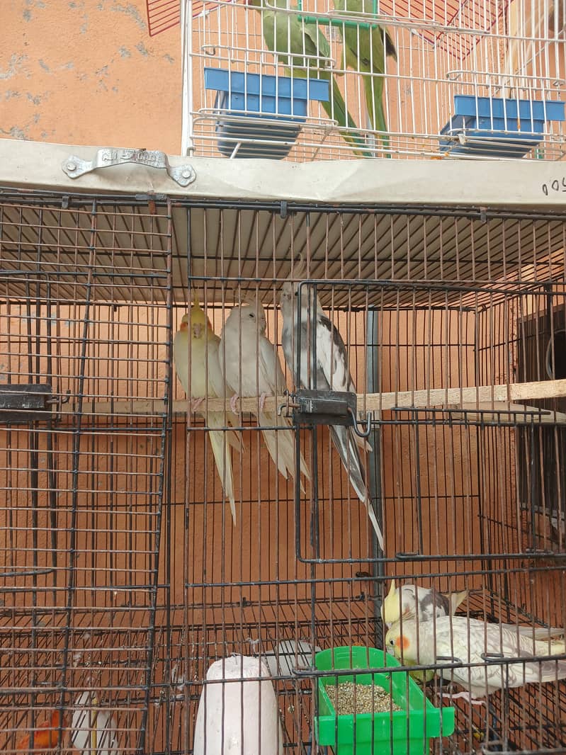 Breader Pair 1