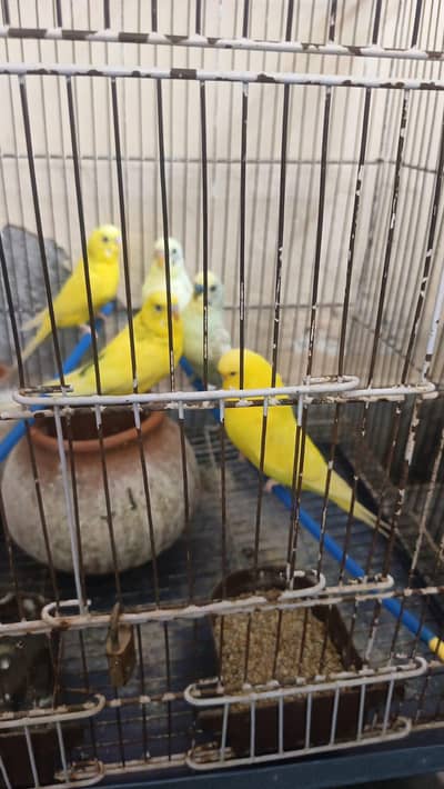 Australian yellow breeder 1 pair & 3 male pathe parrot for sale