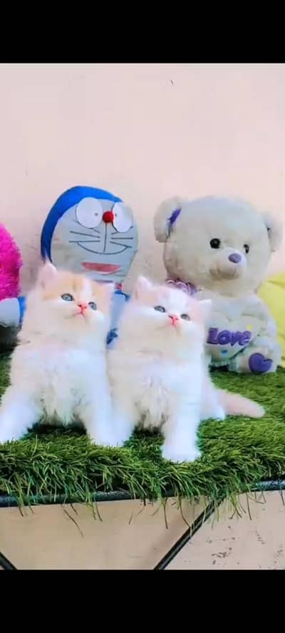 persian cat for sale MywatsapppNumber 0324-31-90-294