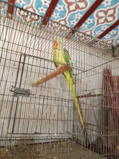 Parrot