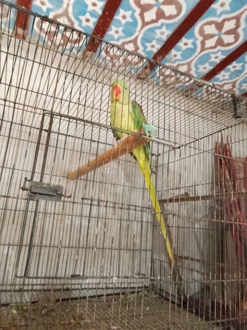 Parrot 0