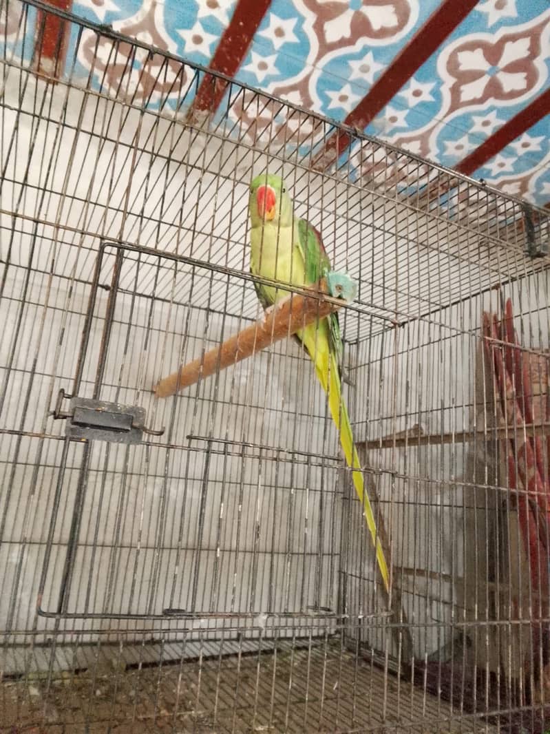 Parrot 1