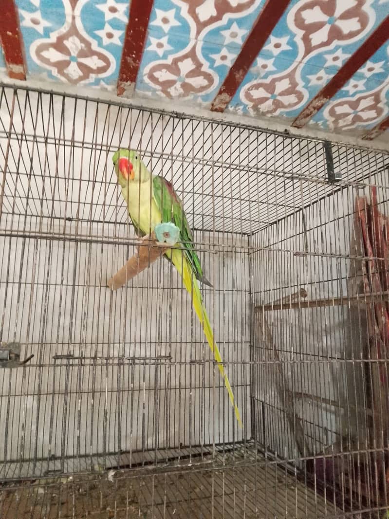 Parrot 2