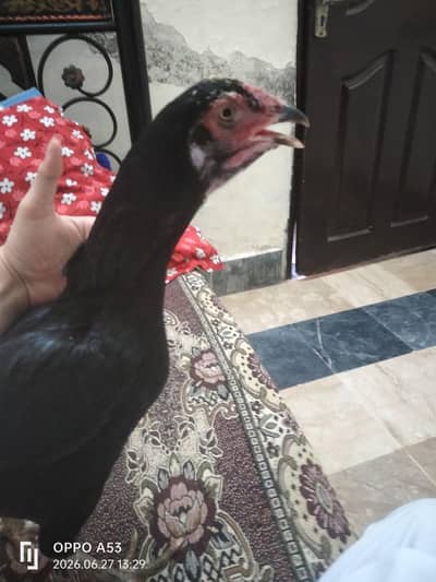 black aseel hen for sale — healthy & active