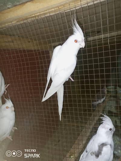 eno red eyes breeder male