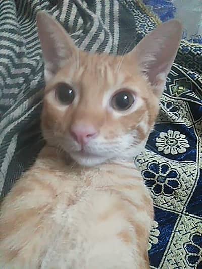 he is very cute