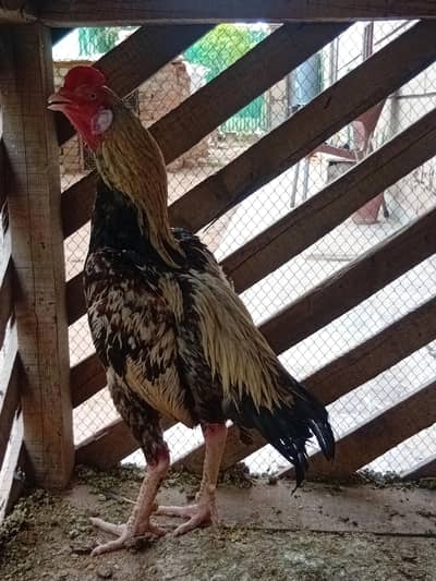 high quality aseel hens