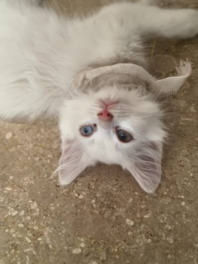 Persian white kitten