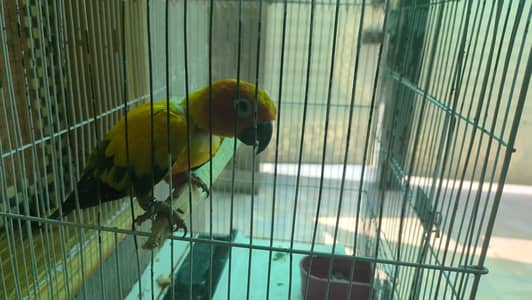 sun conure 1 year old