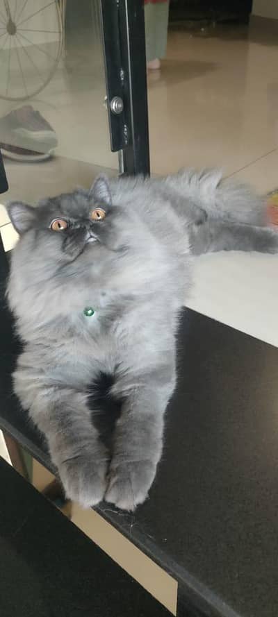 pure persian  silver ragdoll cat