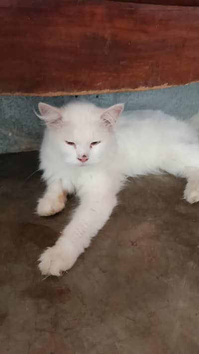 Persian cat male