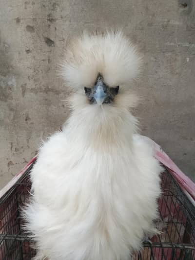 White Silkie Female
