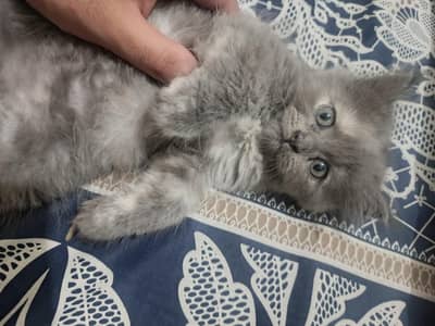 Grey Persian kitten