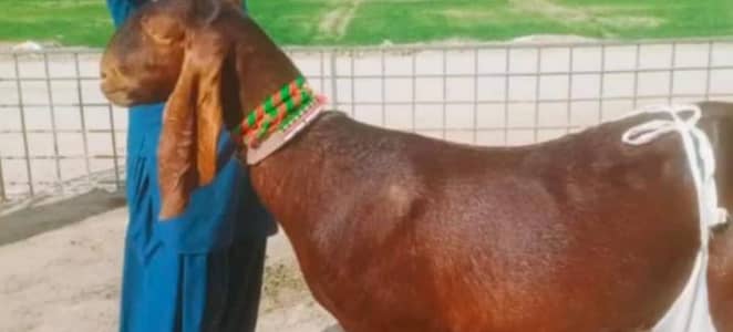 2 Bacchon ka sath Desi Bakri For Sale _ _____03242408902