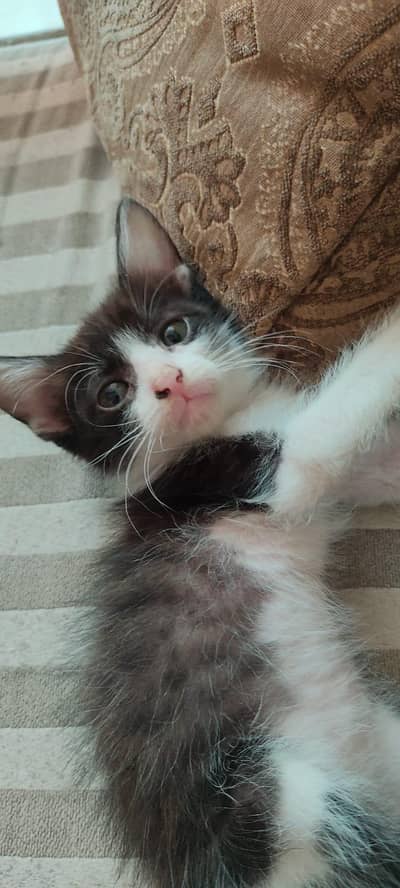  Adorable Black & White Fluffy Kitten Looking for a Loving Home 