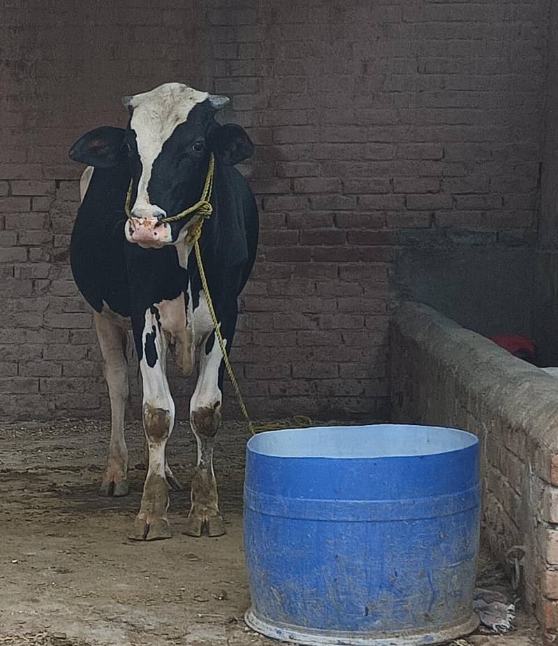 ولایتی بریڈر وچھا 0