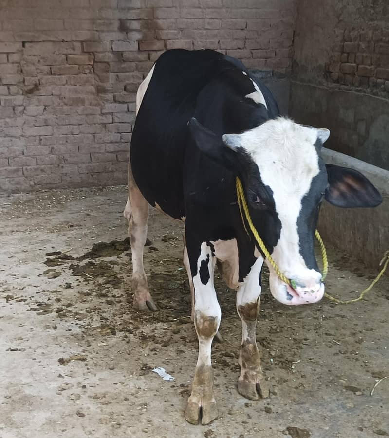 ولایتی بریڈر وچھا 1