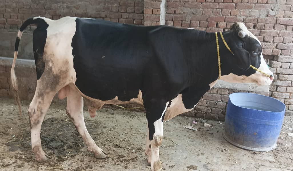 ولایتی بریڈر وچھا 2