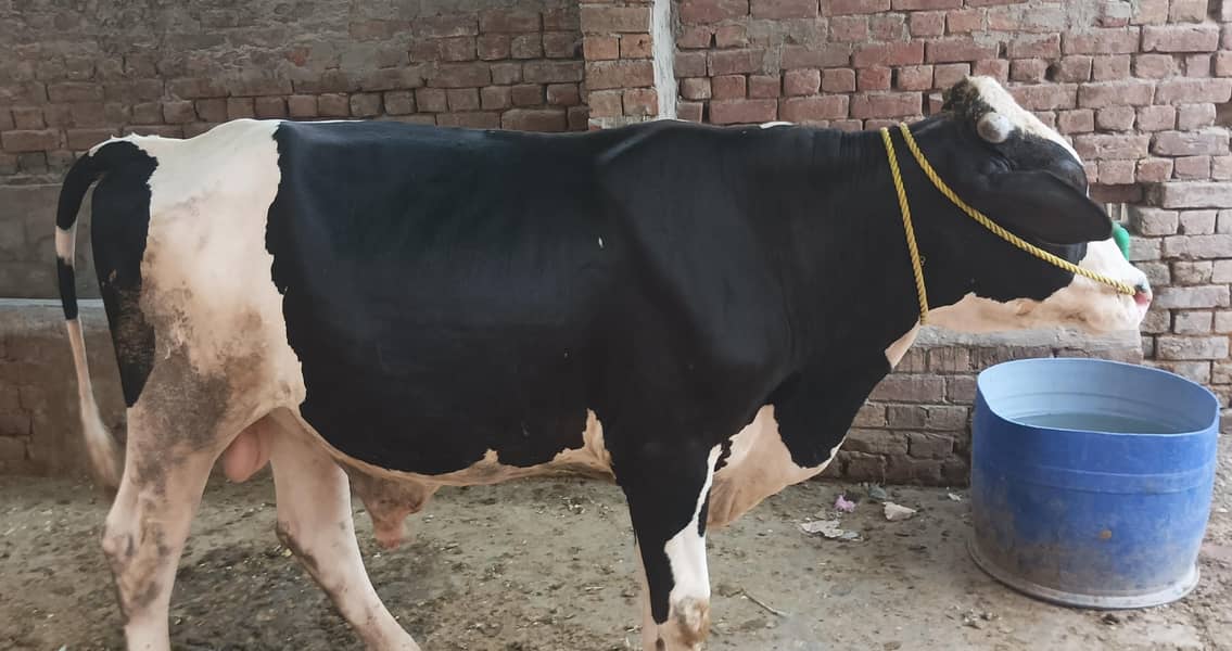 ولایتی بریڈر وچھا 3