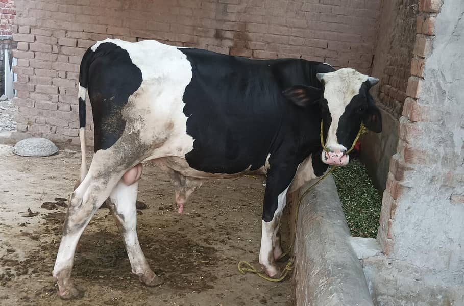 ولایتی بریڈر وچھا 5