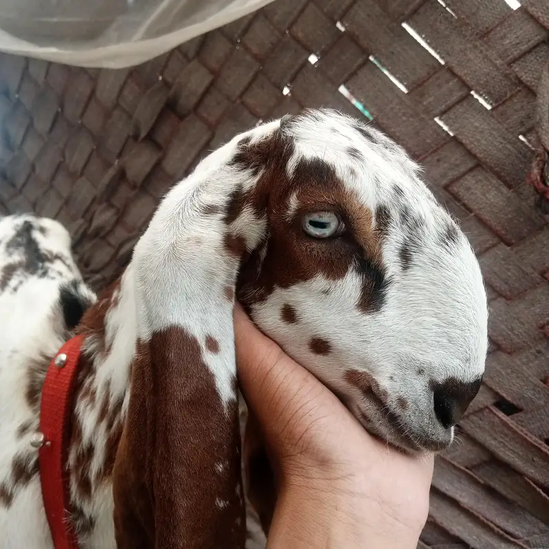 Nagara Bakra for sale