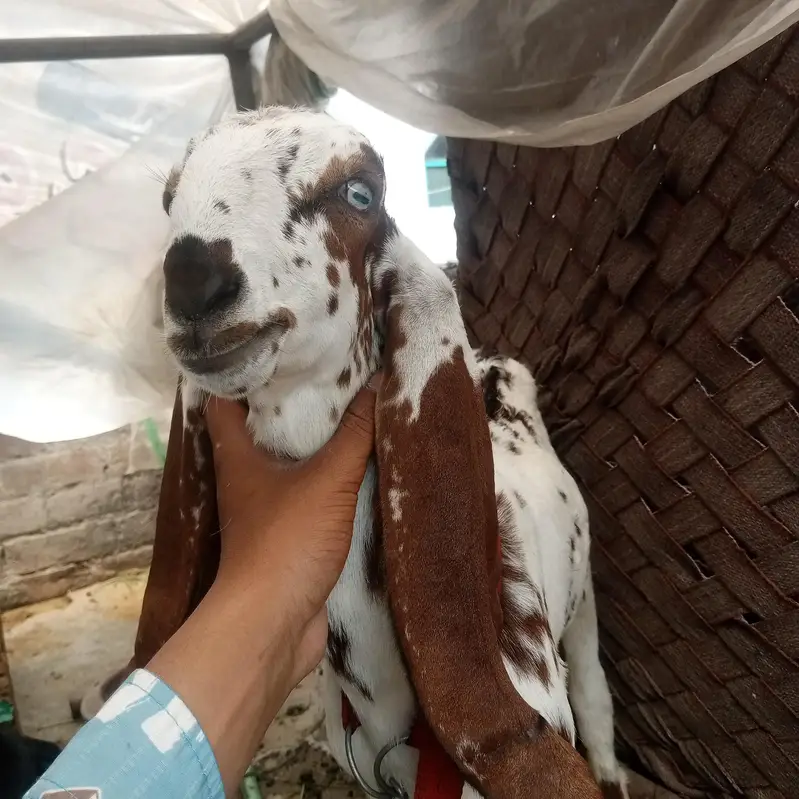 Nagara Bakra for sale — photo 2
